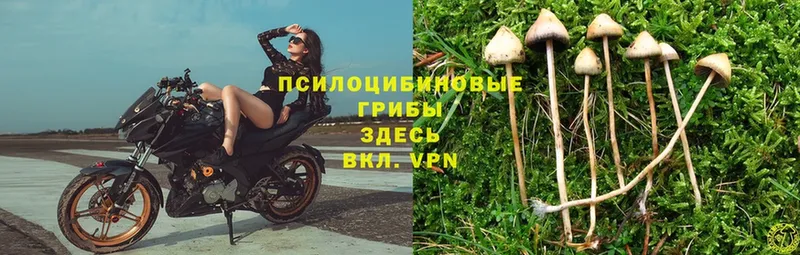 Псилоцибиновые грибы Psilocybe  блэк спрут ССЫЛКА  Тетюши 